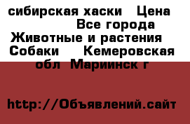 l: сибирская хаски › Цена ­ 10 000 - Все города Животные и растения » Собаки   . Кемеровская обл.,Мариинск г.